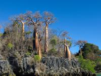 <p> Baobab. </p>